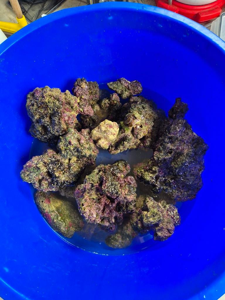 Levend  steen zeeaquarium, Ophalen of Verzenden, Vee