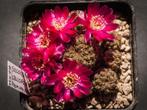 cactus - Sulcorebutia callichroma HS 078, Ophalen of Verzenden, Cactus, Volle zon, Minder dan 100 cm