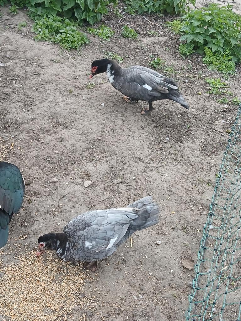 Kaapseberg eenden, Dieren en Toebehoren, Meerdere dieren, Eend