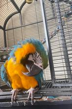 Ara papegaai, Dieren en Toebehoren, Vogels | Parkieten en Papegaaien, Vrouwelijk, Papegaai