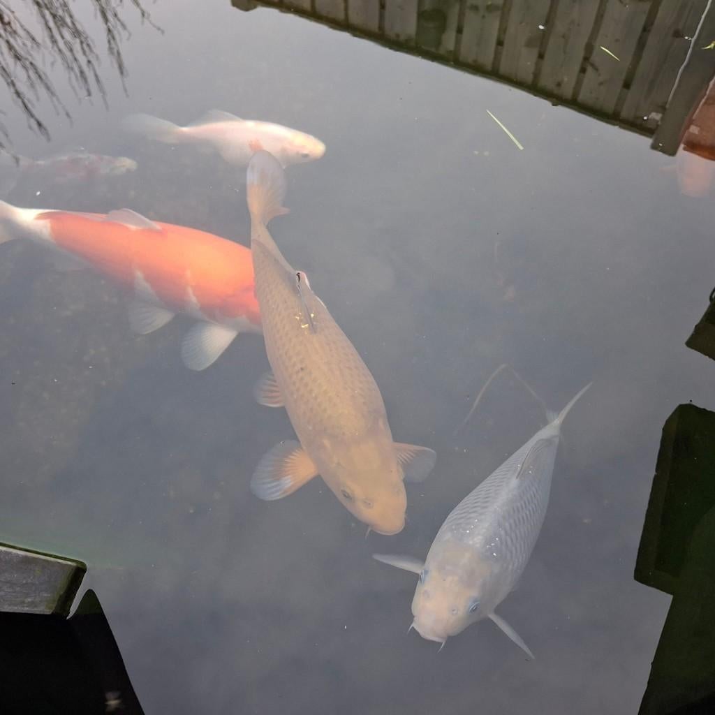 Prachtige Chagoi en Ochiba, Karper of Koi