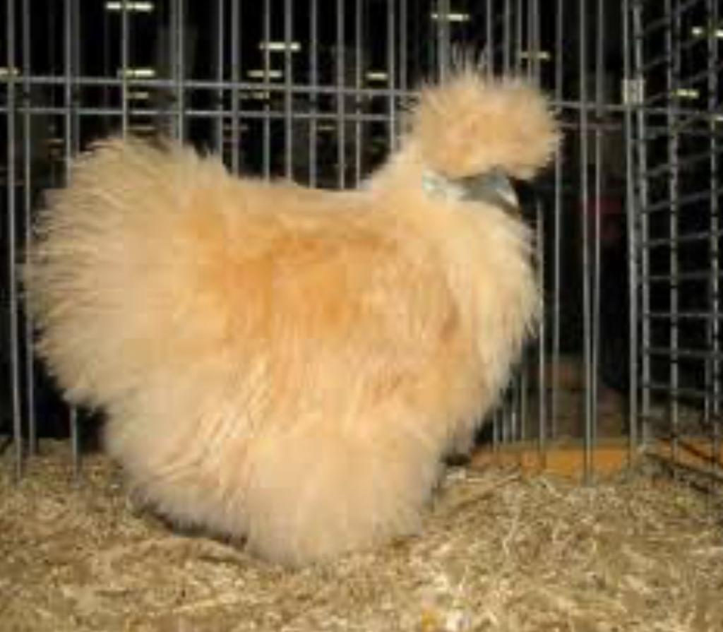 Zijdehoen kriel (4 hennetjes) GEZOCHT, Dieren en Toebehoren, Vrouwelijk, Kip