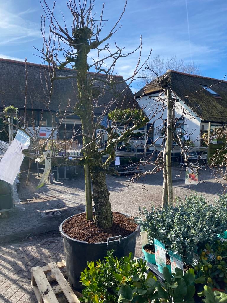 Oude fruitbomen 25jr, Tuin en Terras, Planten | Bomen, Ophalen, Volle zon, Overige soorten
