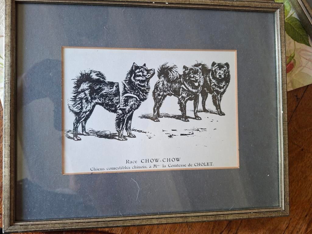 Oude prent van chow chows, Ophalen