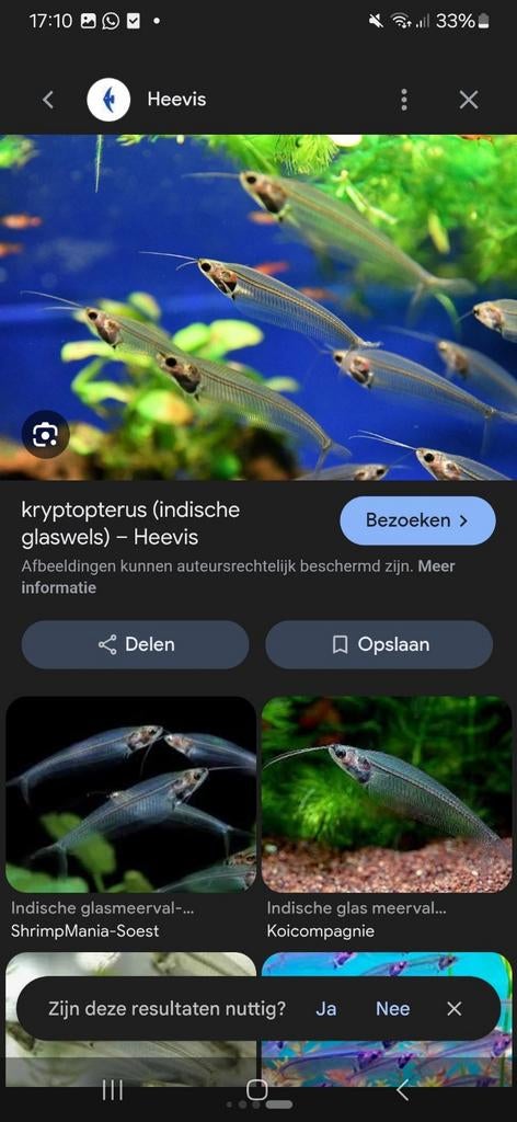 Gezocht gratis doorzichtig vissen, Dieren en Toebehoren, Vis