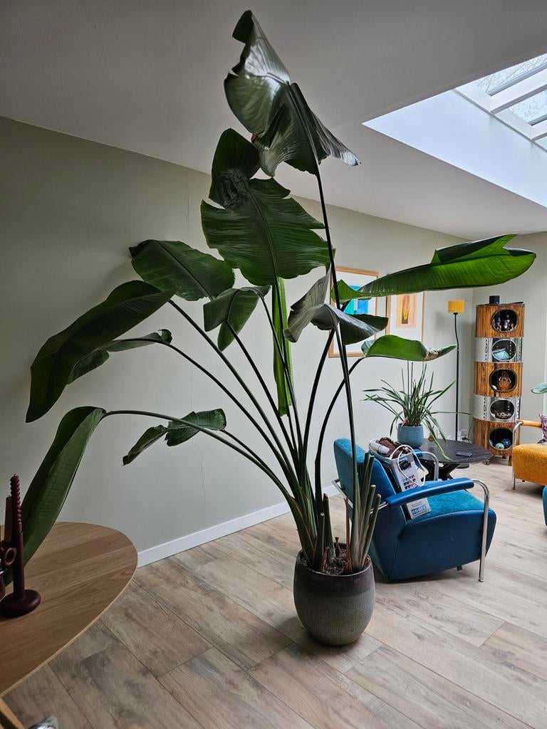 Strelitzia Nicolai, 2 meter hoog, Huis en Inrichting, Kamerplanten, Ophalen, Halfschaduw, 200 cm of meer