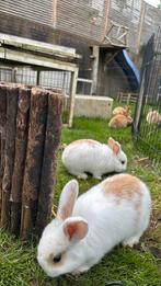 NHD dwerg hangoor konijntjes, Dieren en Toebehoren, Konijnen, Meerdere dieren, Dwerg, Hangoor