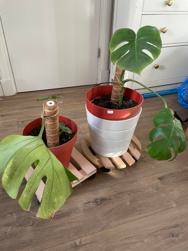 Monstera, Ophalen, Halfschaduw, Minder dan 100 cm