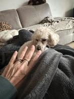 Super mini toy poepel teefje, Dieren en Toebehoren, Poedel, HCC (leverziekte), Teef, Eén hond