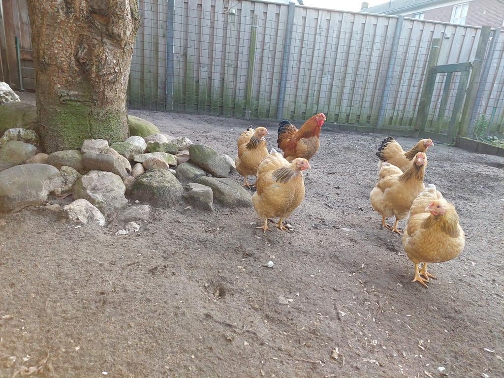 Broedeieren van de Wyandotte kriel, Dieren en Toebehoren, Pluimvee, Meerdere dieren, Kip