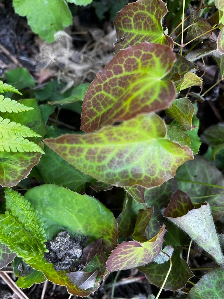 Tuinplant border elfenbloem bodembedekker onderhoudsvrij, Tuin en Terras, Planten | Tuinplanten, Ophalen of Verzenden, Halfschaduw