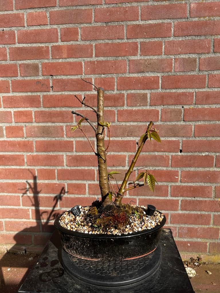 Beuk pre-bonsai, Volle zon, Vaste plant, Bloeit niet, Ophalen