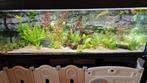 180cm Aquarium incl. Kast en toebehoren, Ophalen, Gevuld zoetwateraquarium