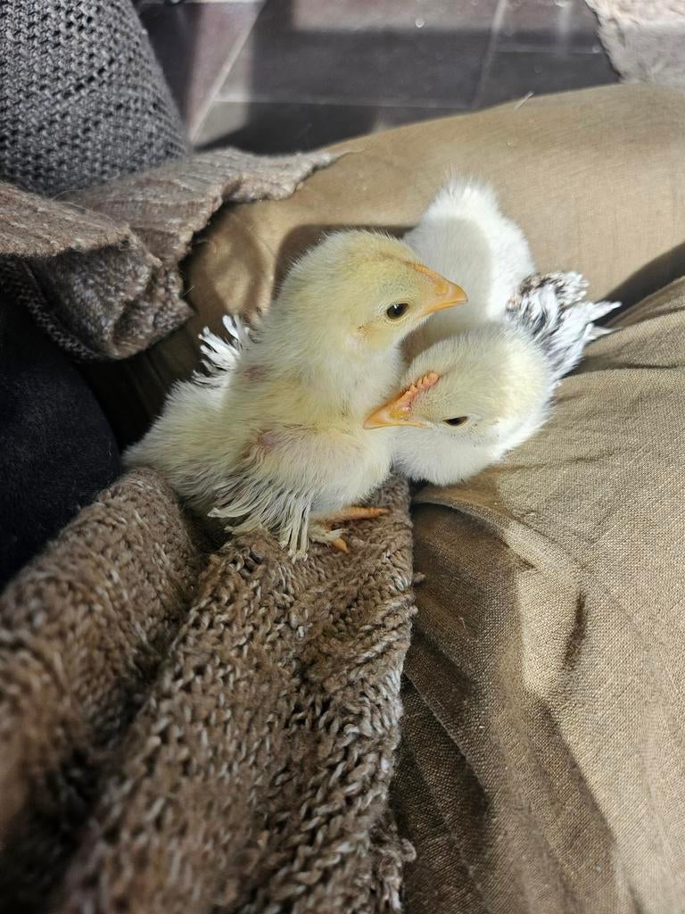 Cochin krulveer kuikens 4 weken oud, Dieren en Toebehoren, Geslacht onbekend, Kip