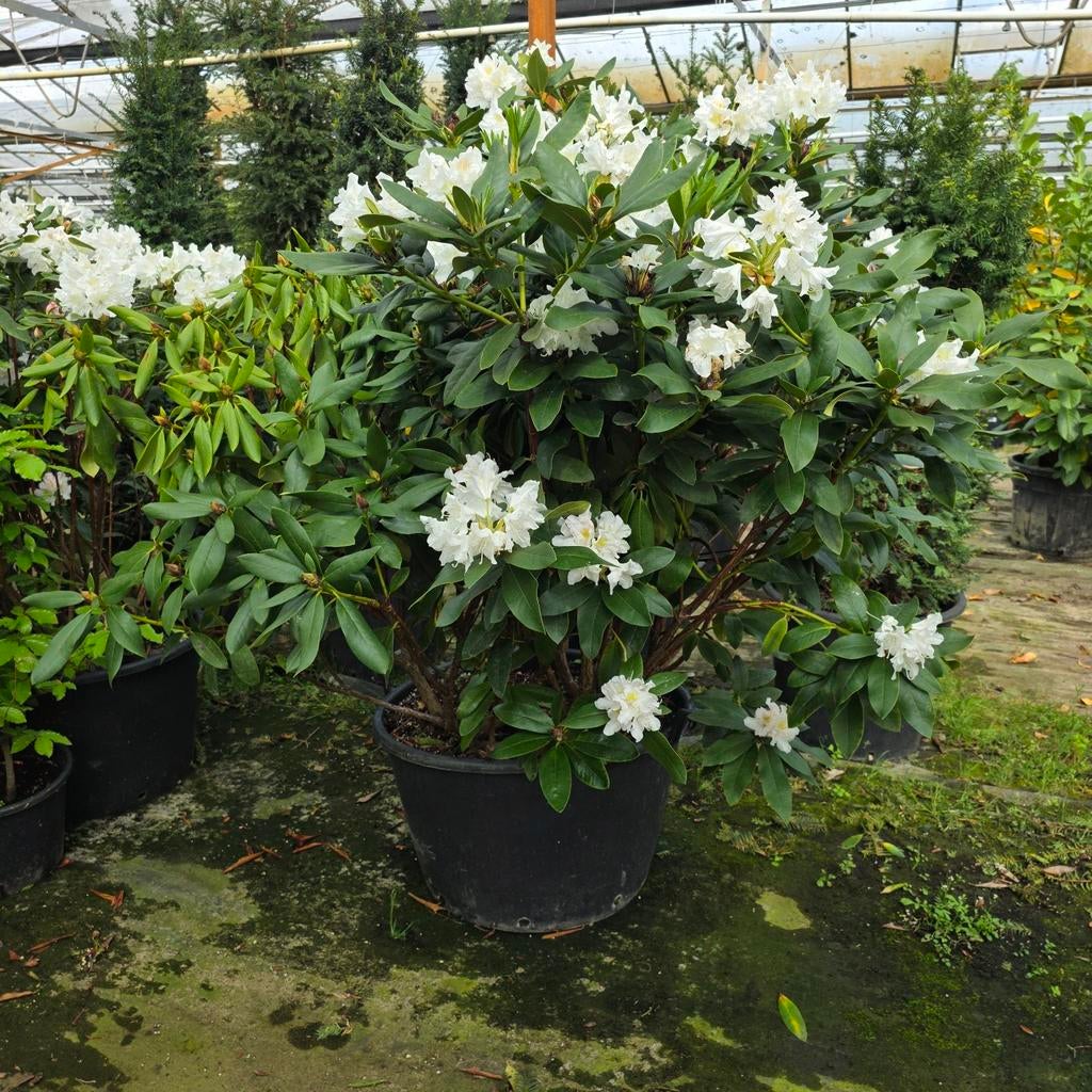 Rhododendron, Ophalen, Vaste plant, Overige soorten, Halfschaduw
