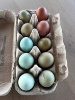 Broedeieren van verschillende groenleggers, Dieren en Toebehoren, Pluimvee, Geslacht onbekend, Kip