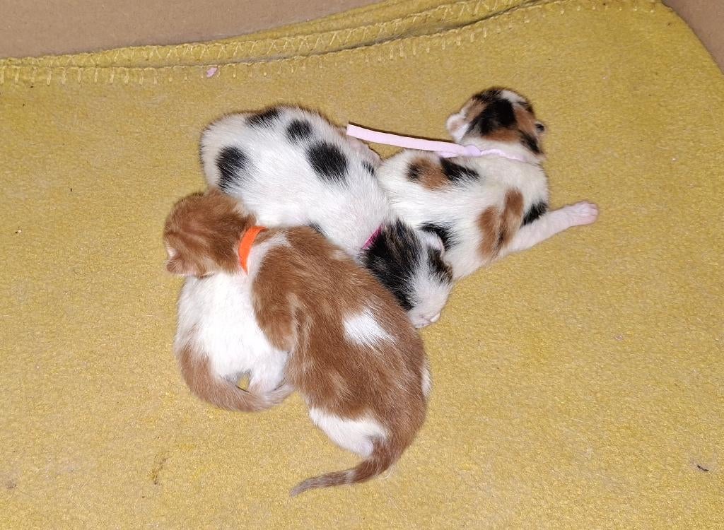 Vier prachtige Europese Korthaar kittens, Dieren en Toebehoren, Katten en Kittens | Overige Katten, Meerdere dieren, Kortharig