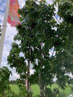 AMBERBOOM, Liquidambar styraciflua, mooie zware bomen!!!!, Ophalen, Bloeit niet, Halfschaduw, Overige soorten