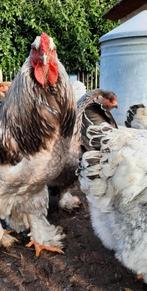 Prachtige Brahma kuikentjes kuikens brahma's  kuiken, Dieren en Toebehoren, Pluimvee, Geslacht onbekend, Kip