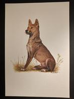 Dingo, Verzenden, 1980 tot heden, Zo goed als nieuw, Dier