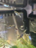 Blue moscow, Dieren en Toebehoren, Vissen | Aquariumvissen, Vis, Zoetwatervis