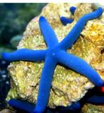 Zee sterren zee aquarium