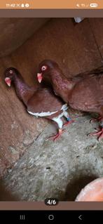 Koppel deense tuimelaars, Dieren en Toebehoren, Vogels | Duiven, Meerdere dieren