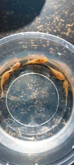 Mooie borstelneus albino algeneters, Dieren en Toebehoren, Vissen | Vijvervissen