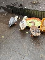 2 mannetjes kwakers en een vrouwtjes eend, Dieren en Toebehoren, Pluimvee, Meerdere dieren, Eend