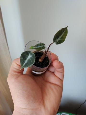 Alocasia bambino pink variegated  beschikbaar voor biedingen