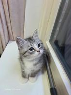 3 Lieve Perzische langhaar kittens te koop, Dieren en Toebehoren, Katten en Kittens | Overige Katten, Meerdere dieren, Langharig
