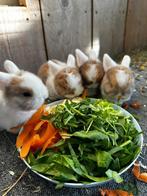Hangoorkonijnen zoeken liefdevolle familie, Dieren en Toebehoren, Konijnen, Meerdere dieren, Klein, Hangoor, 0 tot 2 jaar