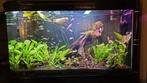 Zeer uniek doorkijk aquarium, Dieren en Toebehoren, Vissen | Aquaria en Toebehoren, Ophalen, Zo goed als nieuw, Leeg aquarium