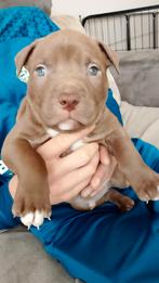 Amerikaanse bully pitbull puppys, Dieren en Toebehoren, Overige rassen, Meerdere, Meerdere dieren, Nederland