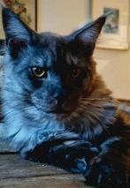 XXL Maine Coon Rus DEKKATER BlackSmoke GetestVriendelijkReus, Dieren en Toebehoren, 3 tot 5 jaar