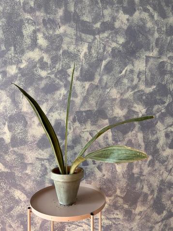 Kamer(vet)plant: Sansevieria trifasciata "Metallica" beschikbaar voor biedingen