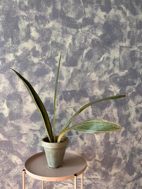 Kamer(vet)plant: Sansevieria trifasciata "Metallica", Huis en Inrichting, Kamerplanten, Overige soorten, Minder dan 100 cm, Groene kamerplant