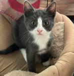 Super leuke Kittens / poesjes zoeken huisje, Dieren en Toebehoren, Katten en Kittens | Overige Katten, Poes