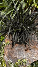 Ophiopogon niger, Tuin en Terras, Planten | Tuinplanten, Ophalen, Overige soorten