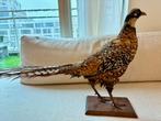Vintage Taxidermy Pheasant (Opgezette), Ophalen