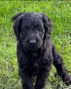 Labrador pups met een vleugje anders, Dieren en Toebehoren, Honden | Retrievers, Spaniëls en Waterhonden, CDV (hondenziekte), 8 tot 15 weken