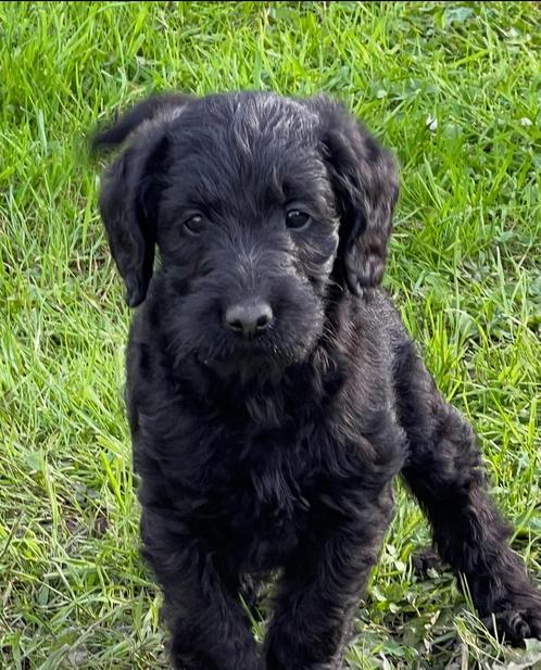Labrador pups met een vleugje anders, Dieren en Toebehoren, Honden | Retrievers, Spaniëls en Waterhonden, Meerdere dieren, Labrador retriever