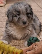 Te koop schattige labradoodle x Australian Shepherd puppys, Dieren en Toebehoren, Overige rassen, 8 tot 15 weken, Meerdere, Meerdere dieren