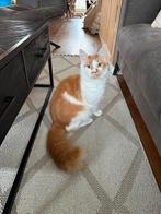 Maine coon zoekt nieuw huisje, Poes, Gechipt, 3 tot 5 jaar