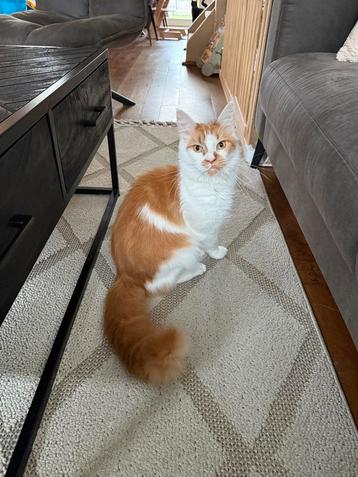 Maine coon zoekt nieuw huisje beschikbaar voor biedingen