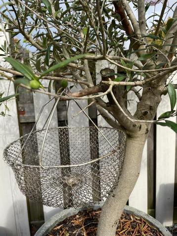 Draadmandje van heel fijn metaal, fil de fer beschikbaar voor biedingen