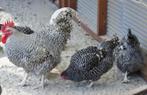 Te koop noordhollandse blauwe 3 hennen 1 haan, Dieren en Toebehoren, Meerdere dieren, Kip