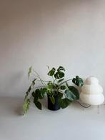 Monstera Deliciosa plant plantje inclusief zwarte sierpot, Ophalen, Overige soorten, Halfschaduw, In pot