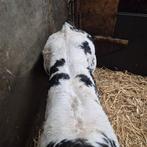 2  dikbil vaarskalveren, Dieren en Toebehoren, Vrouwelijk, 0 tot 2 jaar