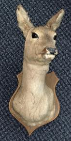 Taxidermie - Fraaie kop ree op schild, Verzamelen, Dierenverzamelingen, Ophalen of Verzenden, Zo goed als nieuw, Wild dier, Opgezet dier